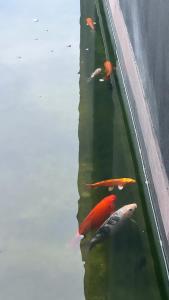 Fotografie z fotogalerie ubytování Boutique Home, The Peak of Luxury v Kapském Městě + 13 fotografií