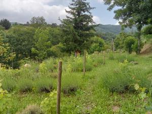 a field of tall grass with a fence at L'Abri-Gîte "Ô Jardin des Toiles" in Vaudevant