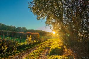 a dirt road in a field with the sun setting at Yourte tatane in Gerpinnes