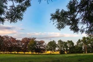 a group of trees in a grass field at Yourte tatane in Gerpinnes