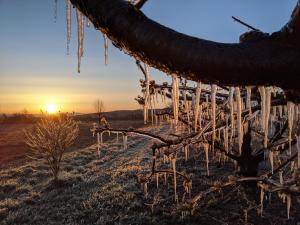 a vineyard with icicles hanging from a tree at sunset at Ferienhof Schlössle in Sasbach am Kaiserstuhl