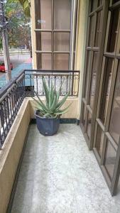a potted plant sitting on the porch of a building at apartment in neiva goliat 102 in Neiva