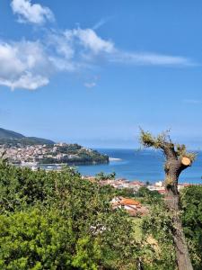 a tree sitting on top of a hill next to the ocean at Querce vista mare in Agropoli