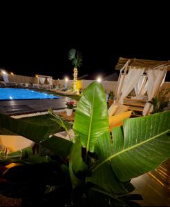 eine große grüne Pflanze neben einem Pool bei Nacht in der Unterkunft Villa Egella in Dikili + 26 Fotos