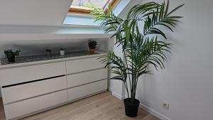 a palm plant in a kitchen with a skylight at spacieux duplex Stade de France 24 pour 4 personnes in Saint-Denis