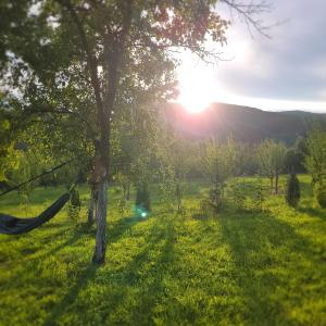 a hammock in the shade of a tree in a field at Hanul Doctorului Badeni-Runcu Apartament in Bădeni