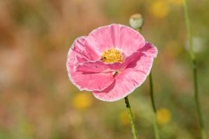 Φωτογραφία από το άλμπουμ του Casa Ponte da Vessada σε Celorico de Basto +89 φωτογραφίες