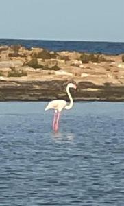Gallery image of Taray Flamingo Beach in La Manga del Mar Menor