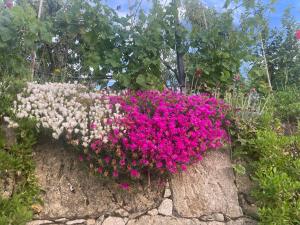 Um jardim no exterior de Quinta do Sonho