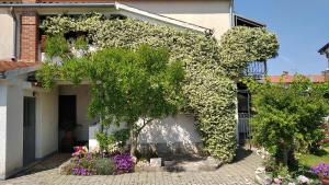 Ogród w obiekcie Apartments Saša - pets friendly!