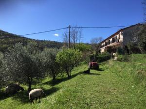 a sheep grazing in the grass in a field at Studio Cotta, Salara farmhouse in Koper