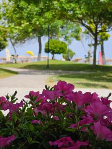 Zahrada ubytování Studio Violet Olympic beach
