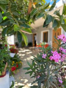 Zahrada ubytování Albi's Guesthouse