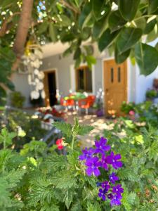 Zahrada ubytování Albi's Guesthouse