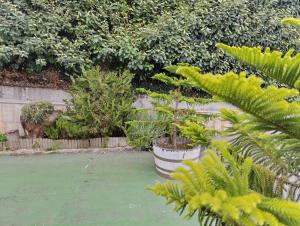 A garden outside Apartamentos Guadalupe