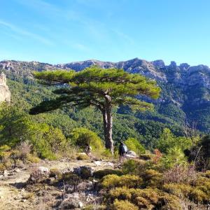 a tree on the side of a mountain at El Rincón de Manuela By Travel Home in El Cardete