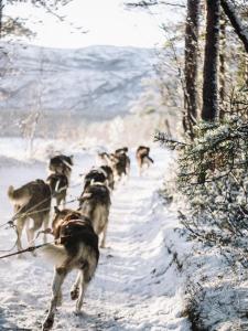 a herd of dogs running down a snow covered road at Trasti & Trine Boutique Hotel in Alta
