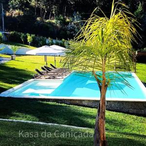 a palm tree in front of a swimming pool at Kasa da Caniçada - Gerês in Braga