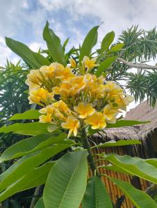 Tangga Bungalows Gili Air外面的花园