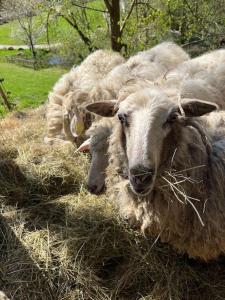a group of sheep eating hay in a field at Auszeit am Kreisbach in Triberg +2 photos