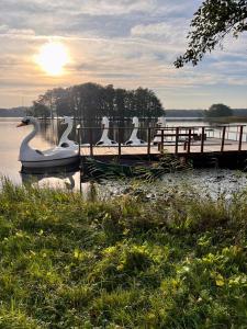 a group of swans sitting on a dock in the water at Tytuvėnai-trumpalaikė nuoma in Tytuvėnai +1 photo