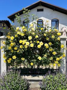 Imagen de la galería de Casa Naty, en Vama Veche