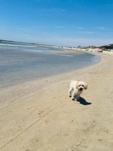 Galeriebild der Unterkunft Villa 4 rooms clim, à pied plage in Mauguio