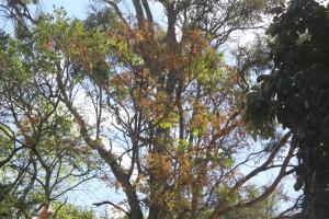 a group of trees with autumn leaves at Kilimani gardens hostel in Arusha