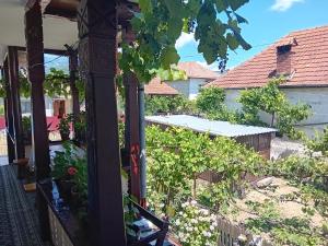 Zahrada ubytování Casa Cristian