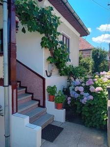 Zahrada ubytování Casa Cristian
