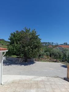 a large parking lot with a tree in the middle at Moradia Largo do Pátio in Sertã +15 photos