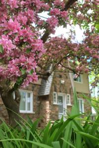 a tree with pink flowers in front of a house at Rester Vivant Chambres d'hôtes in Saint-Jean-Port-Joli