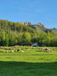 a herd of sheep grazing in a green field at Apartamenty & Pokoje MyWy in Zakopane