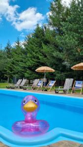 a toy shark in the middle of a swimming pool at Mazurska Zatoka Resort & Spa - Apartamenty nad jeziorem z prywatną plażą i podgrzewanym basenem zewnętrznym, Mazury w rytmie SLOW in Łukta