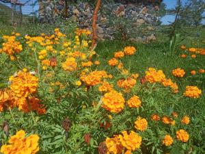 een veld met oranje en gele bloemen in een tuin bij Eco Farm in Karatu +6 foto's