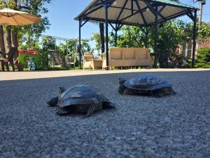 巴统Batumi Aparthotel 22D的两只乌龟坐在街上