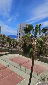 a palm tree in front of a tennis court at Paraiso Achacay, see view los cristianos in Los Cristianos