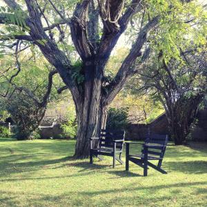 ポンタ・デルガダにあるCasa Do Populoの木の前に座る二つのベンチ