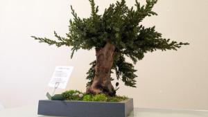 Fotografie z fotogalerie ubytování Bonsai Bed & Breakfast v destinaci Fiumicino