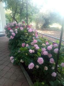 Vonkajšia záhrada v ubytovaní Apartment Lavander