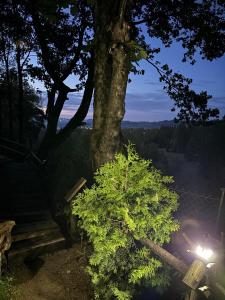 Príroda v okolí horskej chaty