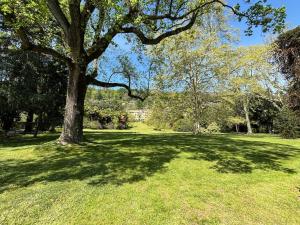 a tree in the middle of a grass field at Appartamento Minerva - Lesa in Lesa