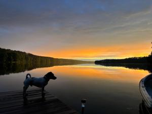 Przyroda w pobliżu tego luksusowego namiotu