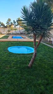 Una pequeña palmera en el césped junto a una piscina. en Villa Mardakan, en Baku