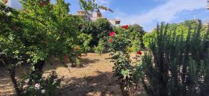 Сад в Garden house escape