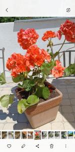 Photo de la galerie de l'établissement Studio Apartman Blue Sky, à Senj