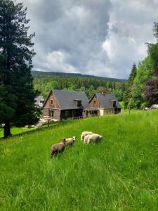 three sheep grazing in a field in front of a house at Zlatorudná chalupa in Bruntál