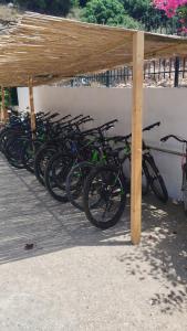 Jízda na kole v ubytování Oasis Hostel nebo okolí