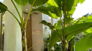 Zahrada ubytování Raíces, The Jungle Penthouse