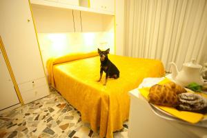 un chien noir assis sur un lit dans une pièce dans l'établissement Hotel Medusa, à Sottomarina